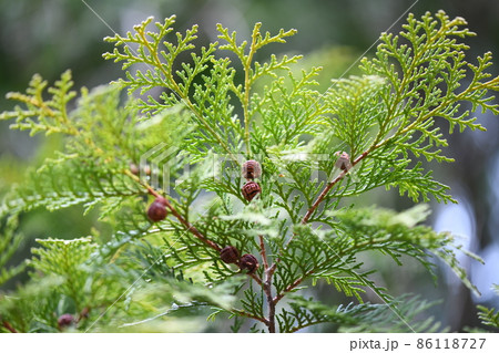 ヒノキ（桧）の球果と枝葉 86118727