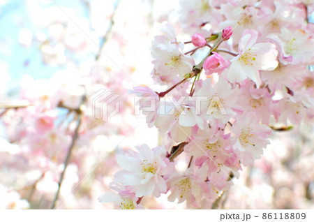 桜の花 桜の花 86118809