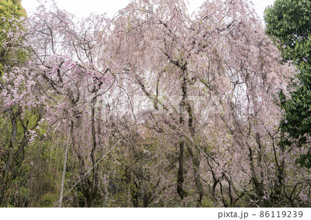 枝垂れ桜 86119239