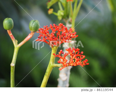 サンゴアブラギリ サンゴアブラギリ 86119544