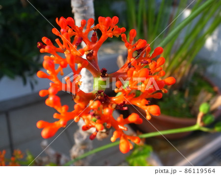 サンゴアブラギリ サンゴアブラギリ 86119564