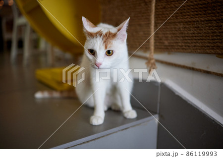 Cat Scratching and biting.Claws on the scratching post. Cat Scratching and biting.Claws on the scratching post. 86119993