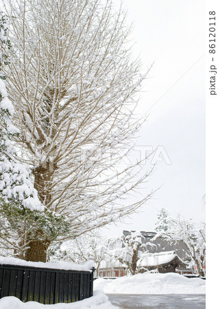 冬 武家屋敷の巨樹 角館 冬 武家屋敷の巨樹 角館 86120118