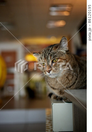 cat lying down on wooden table looking at camera. 86120195