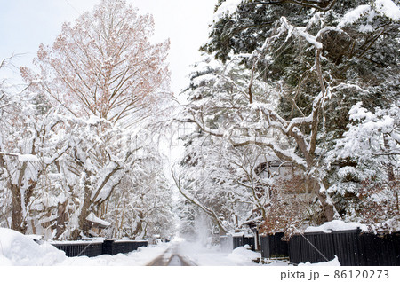 巨樹連なる冬の武家屋敷通り 角館 巨樹連なる冬の武家屋敷通り 角館 86120273