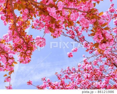 Beautiful sakura or cherry trees with pink flowers in spring against blue sky 86121986