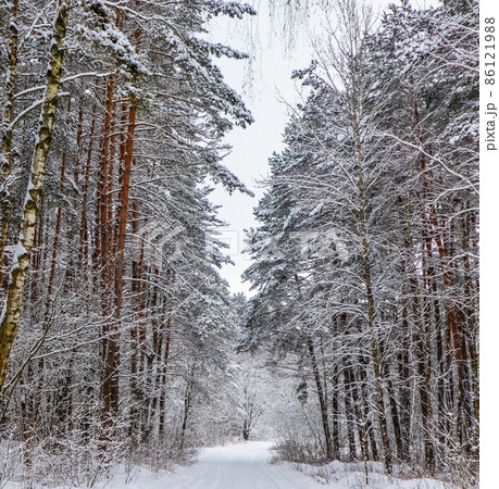 Snowy winter forest with beautiful trunks of pines and snow covered road Snowy winter forest with beautiful trunks of pines and snow covered road 86121988