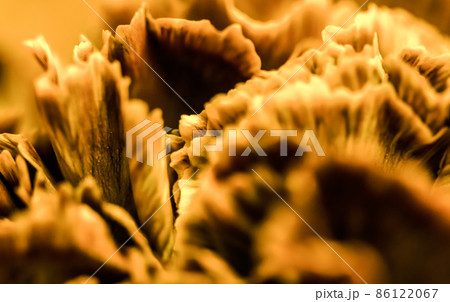 Retro art, vintage card and botanical concept - Abstract floral background, orange carnation flower. Macro flowers backdrop for holiday brand design Retro art, vintage card and botanical concept - Abstract floral background, orange carnation flower. Macro flowers backdrop for holiday brand design 86122067