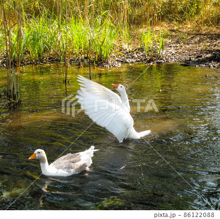 Two ducks swim in the river. White duck swimming with outstretched wings. 86122088
