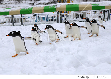 おたる水族館のジェンツーペンギン おたる水族館のジェンツーペンギン 86122356
