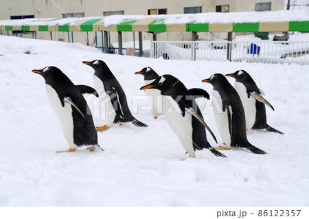 おたる水族館のジェンツーペンギン おたる水族館のジェンツーペンギン 86122357
