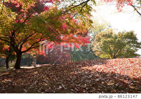 顕忠祠 ヒョンチュンか 紅葉 86123147