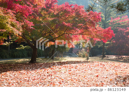 顕忠祠 ヒョンチュンか 紅葉 86123149