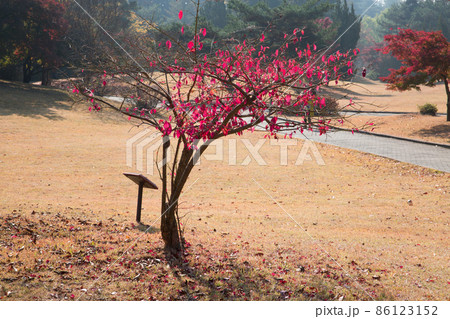 顕忠祠 ヒョンチュンか 紅葉 86123152