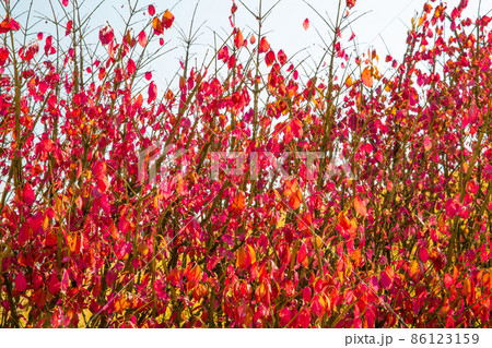 紅葉 赤い 葉 86123159