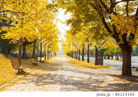 イチョウ 紅葉 秋 86123160