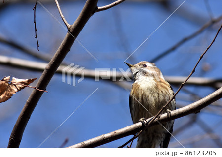 枝にとまり、どこか遠くの未来を見つめている小さなキツツキのコゲラ 86123205