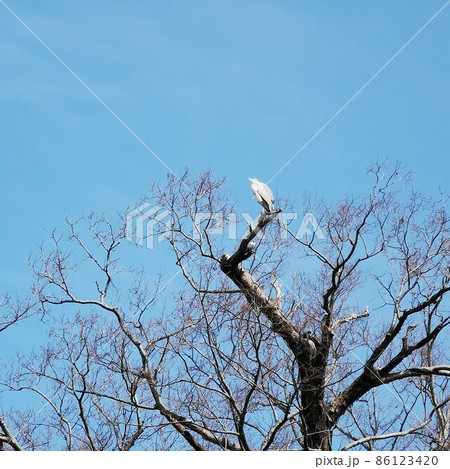 鳥 大鷺 鳥 大鷺 86123420