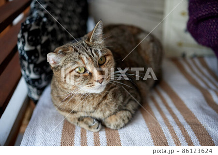 cat with stripes sits on the couch and looks directly at the camera. 86123624