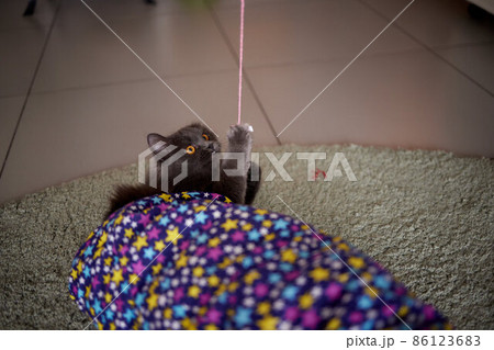 The kitten plays with a rope on a wooden stick. 86123683