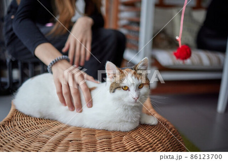 Close up of a cute sleeping kitty-cat in the woman's hands. Woman stroking her lovely little pet. Indoor. 86123700