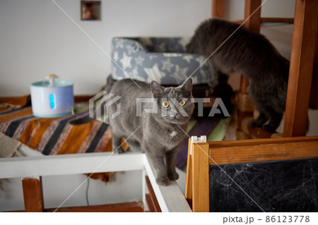 A furry striped cat sits on a chair and tries to hit someone with a clawed paw. A furry striped cat sits on a chair and tries to hit someone with a clawed paw. 86123778