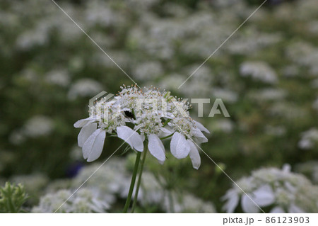 パクチーの花の写真素材