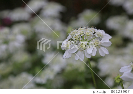 パクチーの花の写真素材