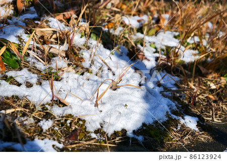 雪解けの地面～雑草・枯れ草 86123924