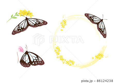 アサギマダラ アサギマダラ 86124238