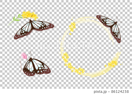 アサギマダラ アサギマダラ 86124238