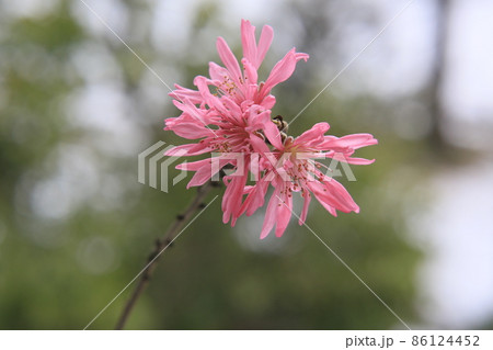 雪と菊桃の花 86124452