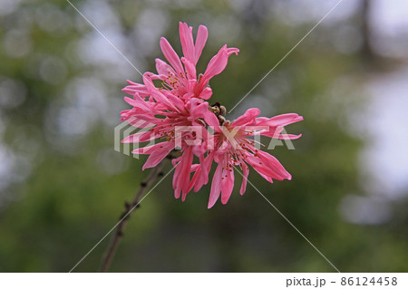 雪と菊桃の花 86124458