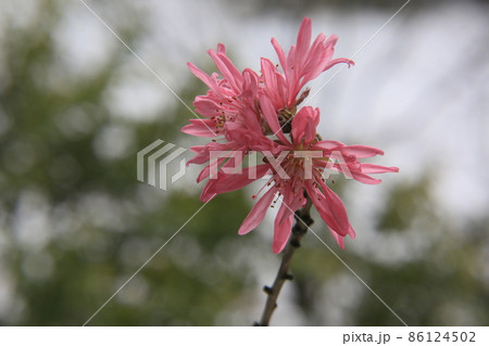 雪と菊桃の花 86124502