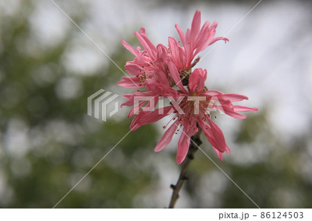 雪と菊桃の花 86124503