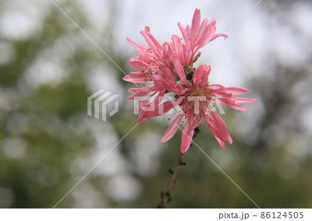 雪と菊桃の花 86124505