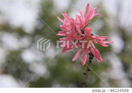 雪と菊桃の花 86124509