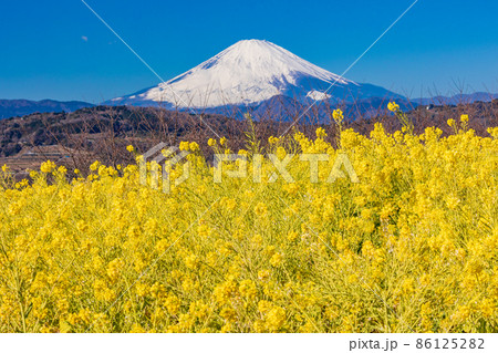 （神奈川県）二宮町・吾妻山公園　菜の花畑越しに、富士山 86125282