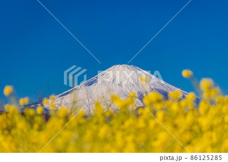 神奈川県 二宮町 吾妻山公園 菜の花畑越しに 富士山の写真素材