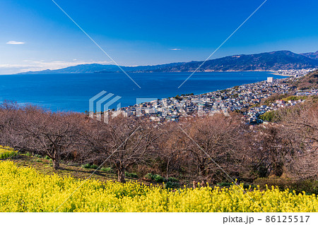 神奈川県 二宮町 吾妻山公園 菜の花畑越しに 小田原方面の景色の写真素材