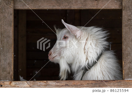 A white goat of the Zaanen breed on a dark background in a wooden frame. A window in the barn, a place for text. Concept: lifestyle, home farm, goat breeding, animal husbandry, ecological product. A white goat of the Zaanen breed on a dark background in a wooden frame. A window in the barn, a place for text. Concept: lifestyle, home farm, goat breeding, animal husbandry, ecological product. 86125594