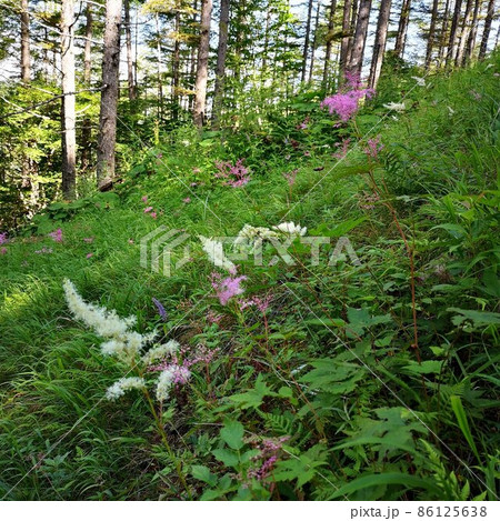 山 櫛形山 山野草 山 櫛形山 山野草 86125638