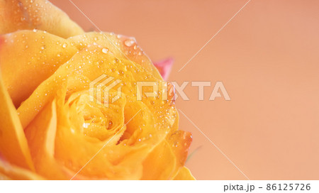 Macro shot of orange rose flower head. Macro shot of orange rose flower head. 86125726