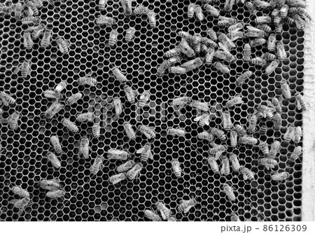 Abstract hexagon structure is honeycomb from bee hive 86126309