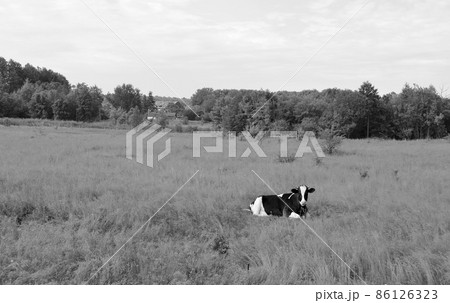 Photography on theme beautiful big milk cow Photography on theme beautiful big milk cow 86126323