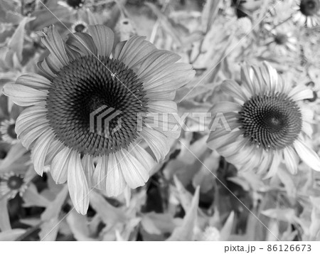 Bouquet wildflowers echinacea blooming in garden Bouquet wildflowers echinacea blooming in garden 86126673
