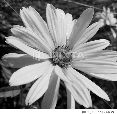 Bouquet wildflowers chamomile blooming in garden Bouquet wildflowers chamomile blooming in garden 86126839
