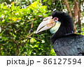 Portrait of a large hornbill. Close up in the wild. A colorful tropical bird native to Asia, Malaysian. 86127594