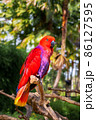 Red eclectus parrot on a branch in the wild. 86127595