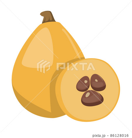 Loquat tropical fruit vector isolated. Exotic plant 86128016